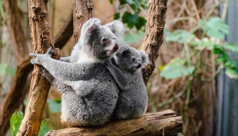 حيوان الكوالا في أستراليا