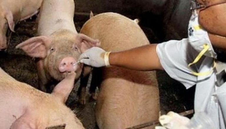 تحذيرات من فيروس جديد يصيب الخنازير في الصين