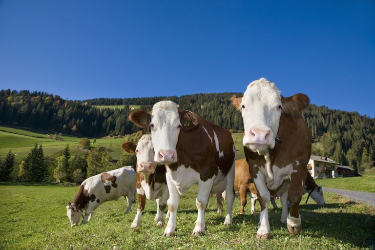 إيطالية تتفرغ لتربية الحمير والأبقار