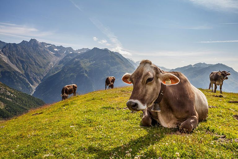 إيطالية تتفرغ لتربية الحمير والأبقار