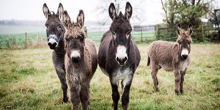 إيطالية تتفرغ لتربية الحمير والأبقار
