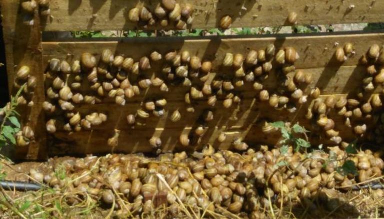 تربية الحلزون في المغرب