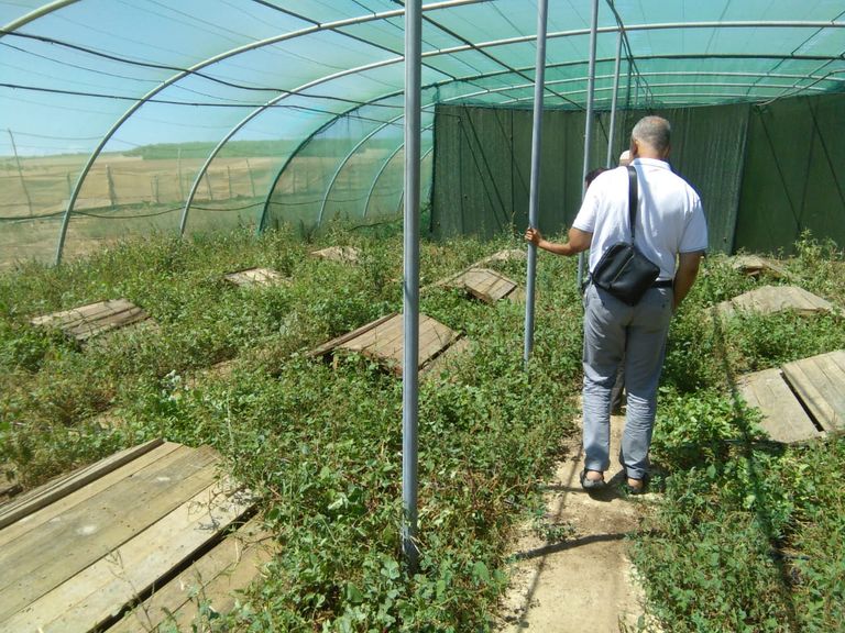 تربية الحلزون في المغرب