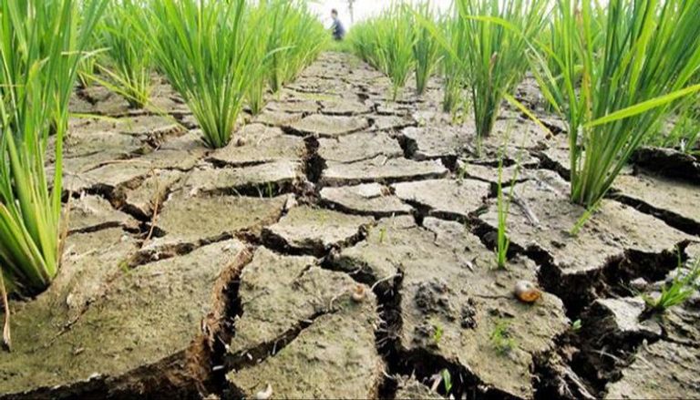 الجفاف يضرب موسم الأرز في أستراليا