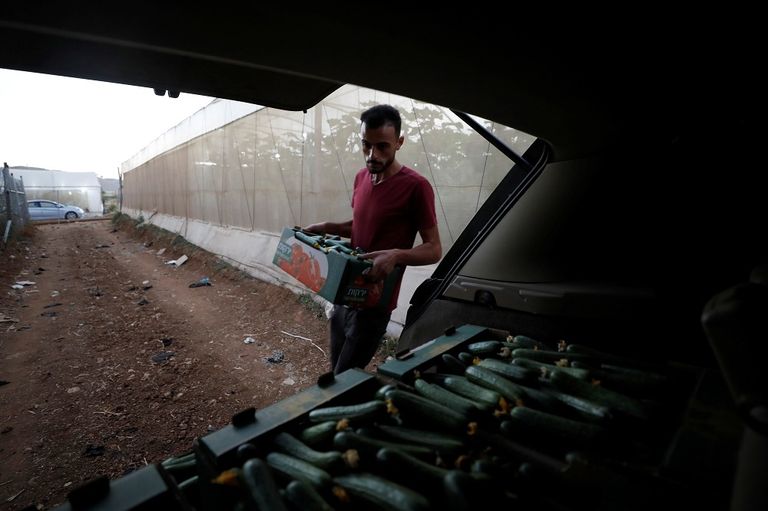 المزارع الفلسطيني محمود أبو مقدام يحمل أحد صناديق الخيار