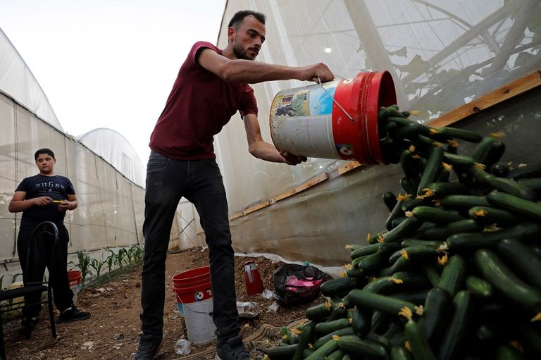 المزارع الفلسطيني محمود أبو مقدام يحمل أحد صناديق الخيار