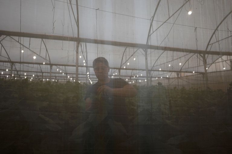 المزارع الفلسطيني محمود أبو مقدام يحمل أحد صناديق الخيار