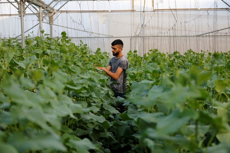 المزارع الفلسطيني محمود أبو مقدام يحمل أحد صناديق الخيار