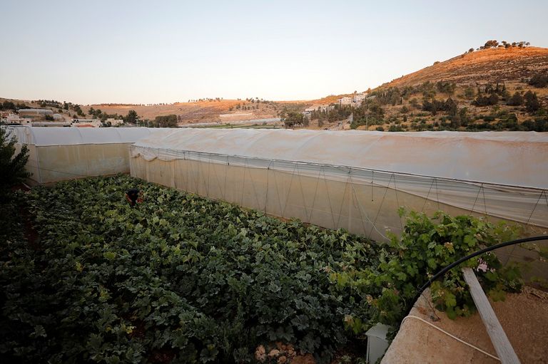 المزارع الفلسطيني محمود أبو مقدام يحمل أحد صناديق الخيار