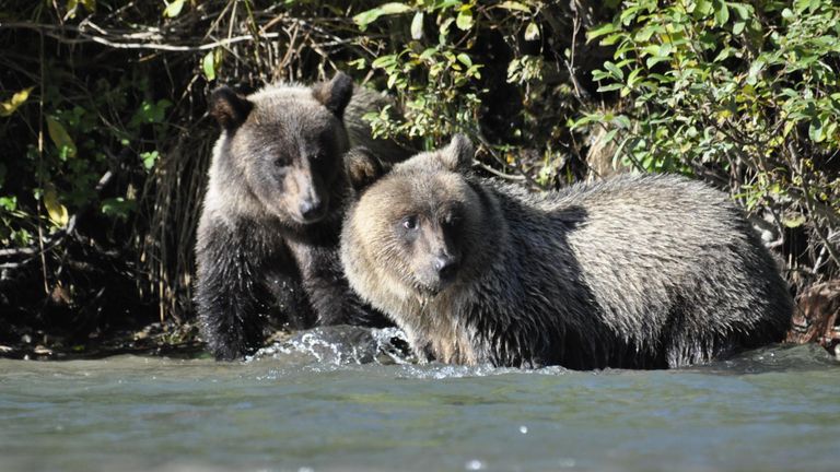 الدببة الرمادية 