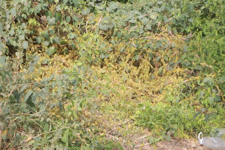 الجراد فاقم الوضع الإنساني المتدهور أصلا في اليمن