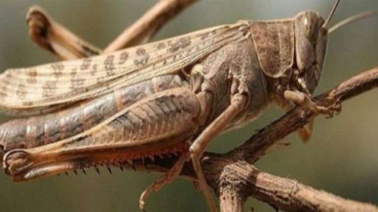 الجراد فاقم الوضع الإنساني المتدهور أصلا في اليمن