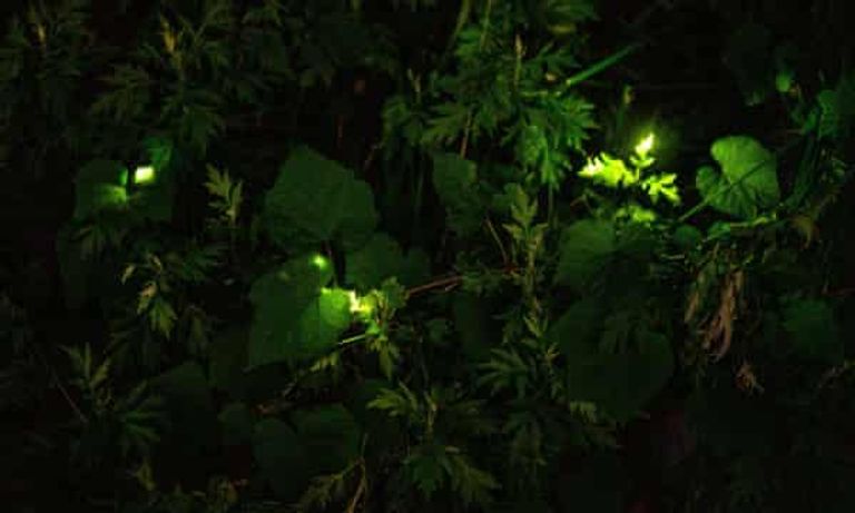 عدد من حشرات سراج الليل في متنزه تاتسونو الياباني