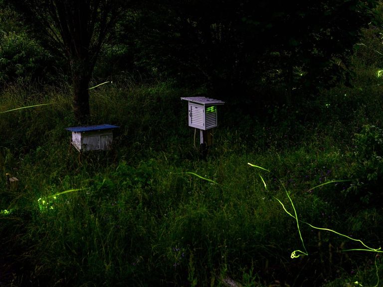عدد من حشرات سراج الليل في متنزه تاتسونو الياباني