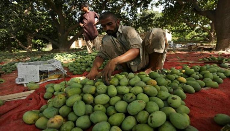 عامل يتفحص ثمار المانجو في مزرعة بمنطقة ملتان وسط باكستان