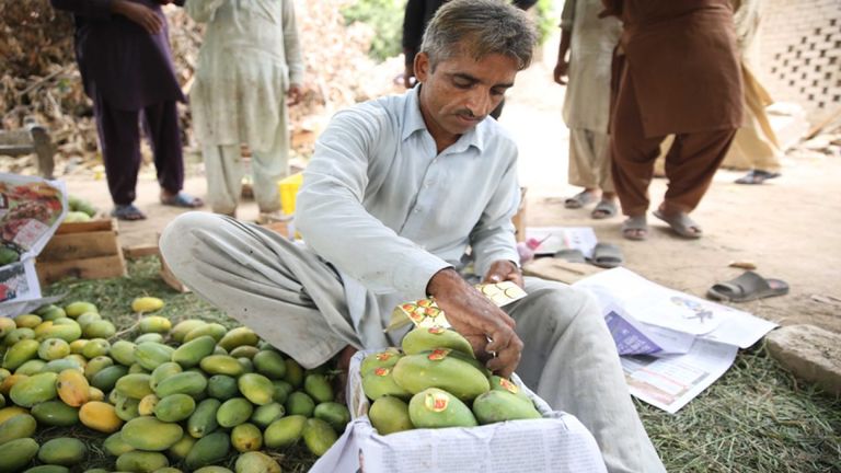 عامل يتفحص ثمار المانجو في مزرعة بمنطقة ملتان وسط باكستان