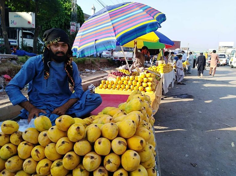 عامل يتفحص ثمار المانجو في مزرعة بمنطقة ملتان وسط باكستان
