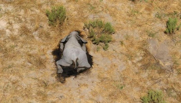 نفوق 350 فيلا بالقرب من عيون مياه في بوتسوانا