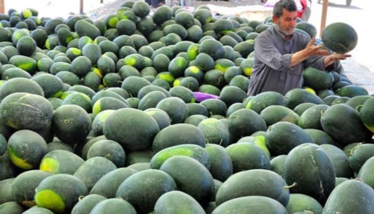 زراعة البطيخ في العراق من أكثر المتضررين من المنتجات الإيرانية