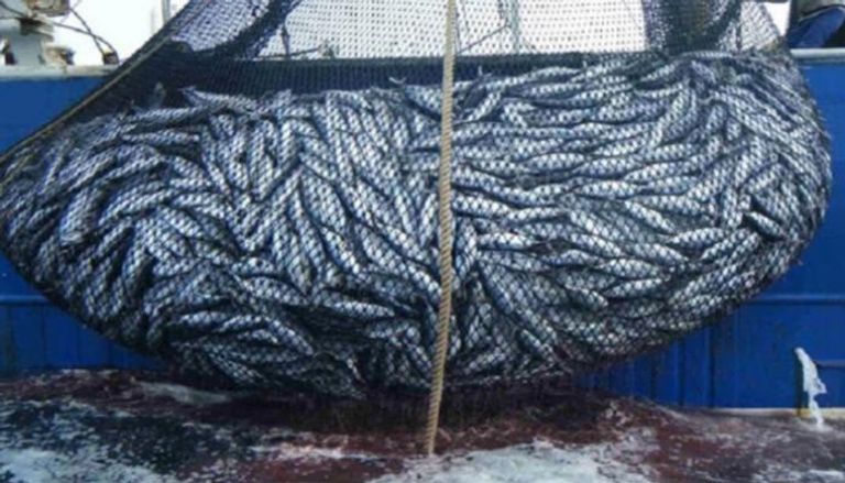 سفن الصيد التركية تهدد البيئة البحرية الموريتانية