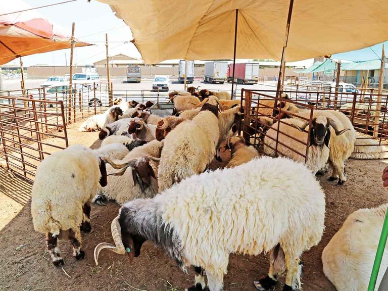 كورونا يصيب موسم الأضاحي بالركود في مصر