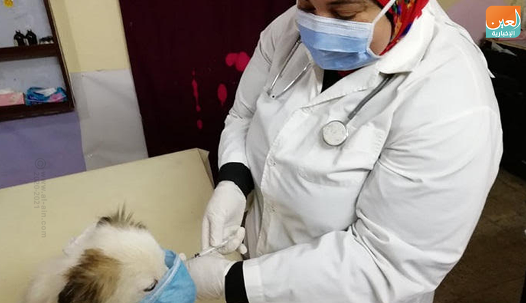 الطبيبة البيطرية المصرية سمر عبدالرحمن تقوم بإجراء فحوصات كورونا للحيوانات الطبيبة المصرية سمر عبدالرحمن في عيادتها