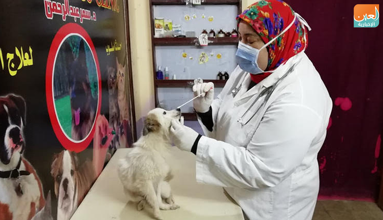 الطبيبة البيطرية المصرية سمر عبدالرحمن تقوم بإجراء فحوصات كورونا للحيوانات الطبيبة المصرية سمر عبدالرحمن في عيادتها