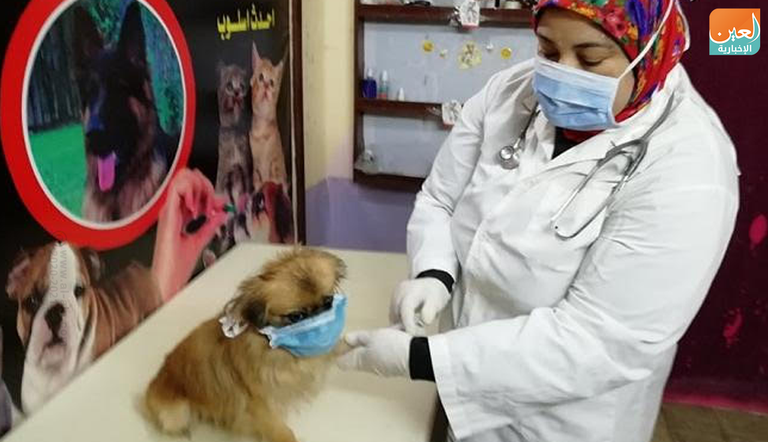 الطبيبة البيطرية المصرية سمر عبدالرحمن تقوم بإجراء فحوصات كورونا للحيوانات الطبيبة المصرية سمر عبدالرحمن في عيادتها