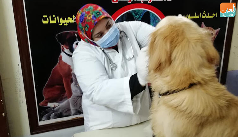 الطبيبة البيطرية المصرية سمر عبدالرحمن تقوم بإجراء فحوصات كورونا للحيوانات الطبيبة المصرية سمر عبدالرحمن في عيادتها