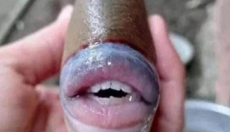 السمكة ذات الفم البشري