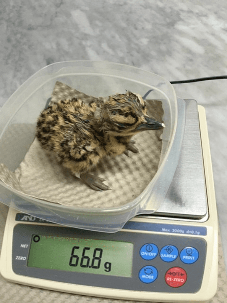  أول فرخ حبارى عربي بالتلقيح الاصطناعي