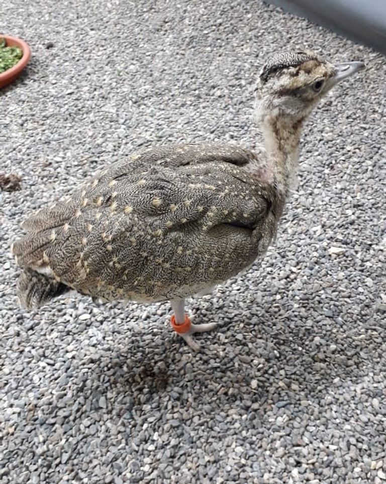  أول فرخ حبارى عربي بالتلقيح الاصطناعي