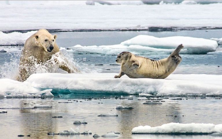 الدببة القطبية