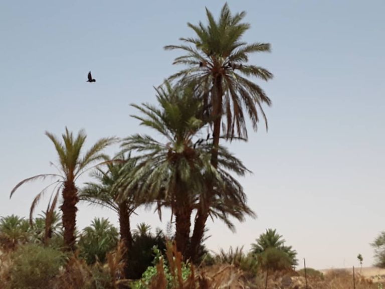 موريتانيا تمتلك نحو 700 ألف نخلة