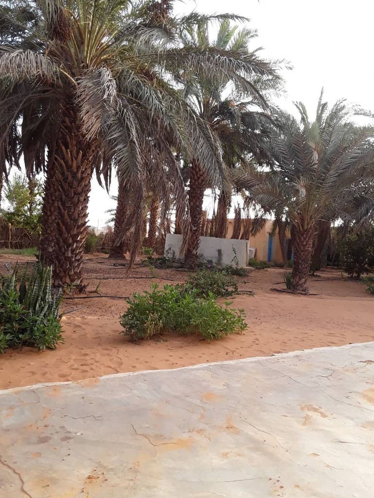 موريتانيا تمتلك نحو 700 ألف نخلة