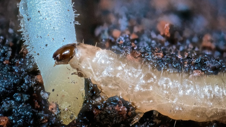 دودة الذرة الجذرية تسبب خسائر سنوية بمليار دولار