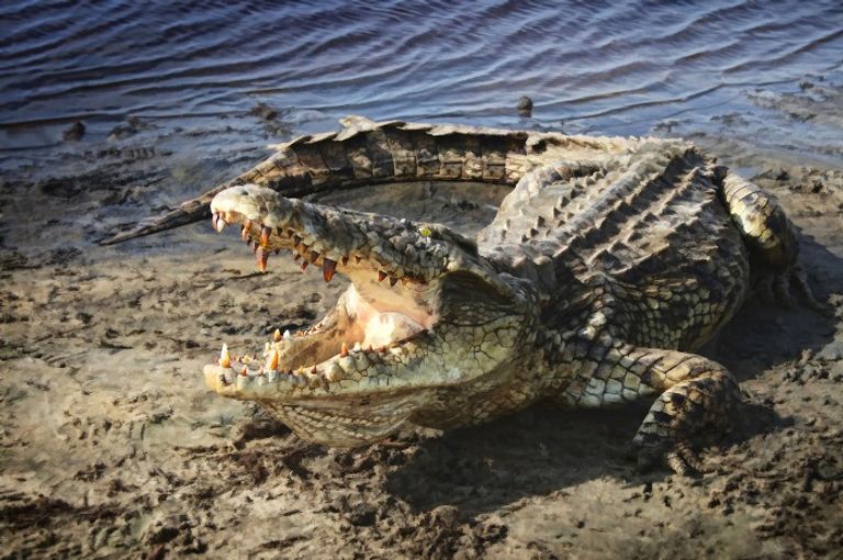 التماسيح الأمريكية قد تكون كلها منحدرة من أنثى تنتمي لفصيلة أفريقية