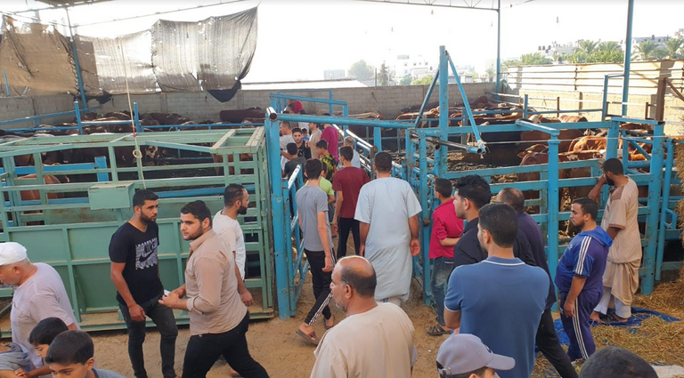 تجار الأضاحي في غزة يشكون من الركود