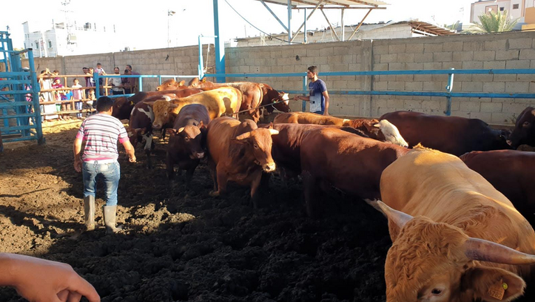 تجار الأضاحي في غزة يشكون من الركود