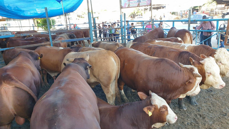 تجار الأضاحي في غزة يشكون من الركود