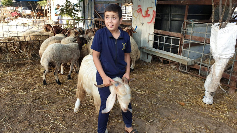 تجار الأضاحي في غزة يشكون من الركود