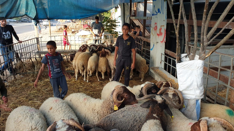 تجار الأضاحي في غزة يشكون من الركود
