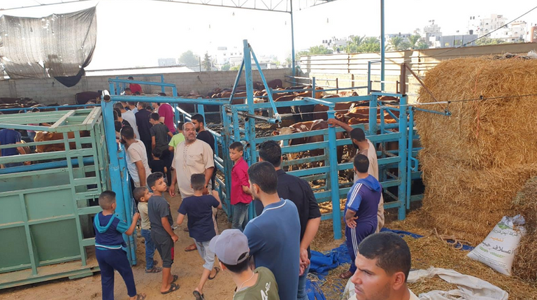 تجار الأضاحي في غزة يشكون من الركود