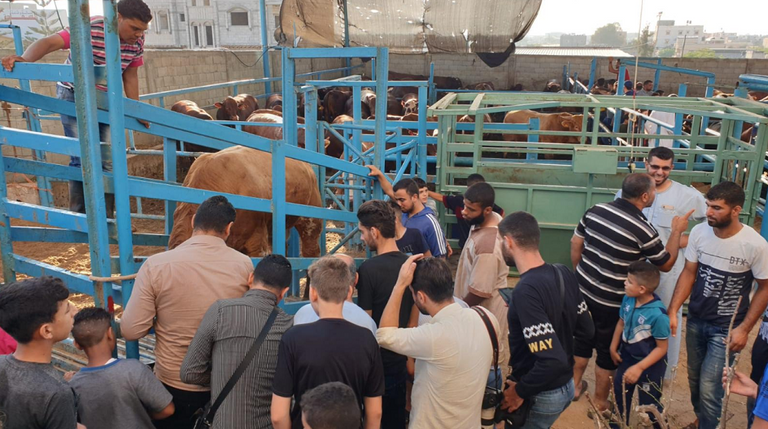 تجار الأضاحي في غزة يشكون من الركود