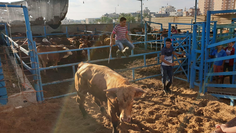 تجار الأضاحي في غزة يشكون من الركود