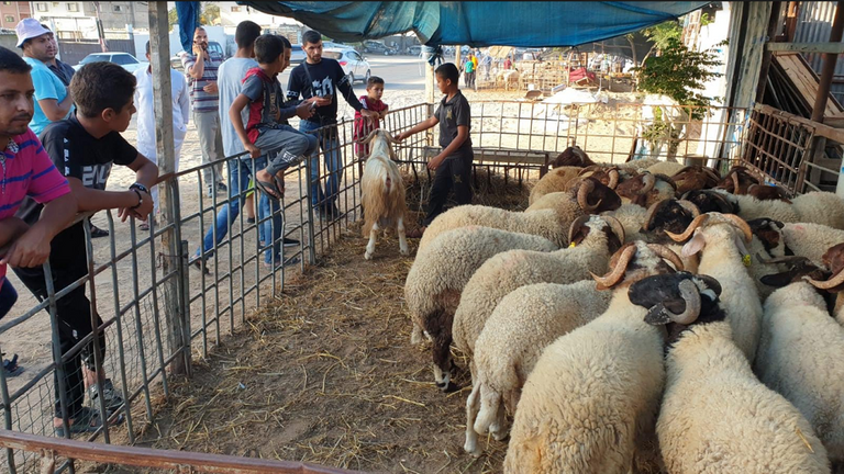 تجار الأضاحي في غزة يشكون من الركود