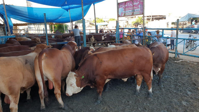 تجار الأضاحي في غزة يشكون من الركود