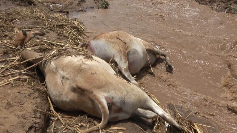 الفيضانات تقتل 13 في اليمن