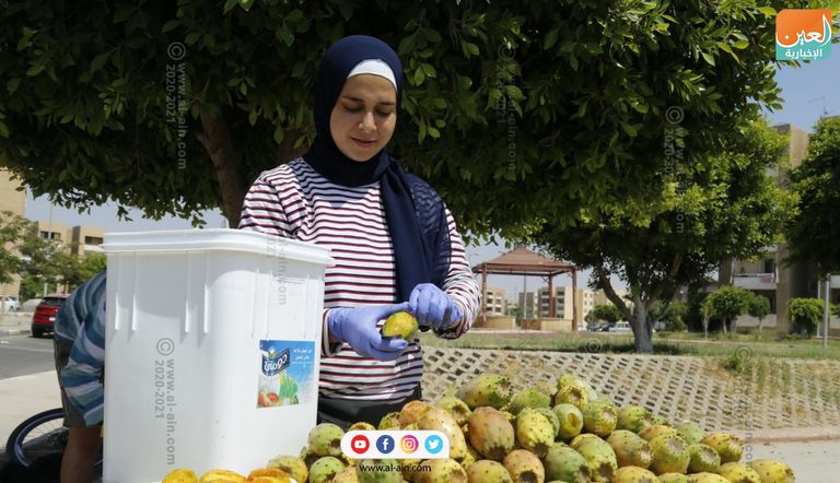 هبة عبدالحميد، طالبة أكاديمية الطيران، بائعة التين الشوكي بمدينة الشروق، تقوم ببيع التين الشوكي هبة عبدالحميد تمارس عملها بصحبة شقيقها