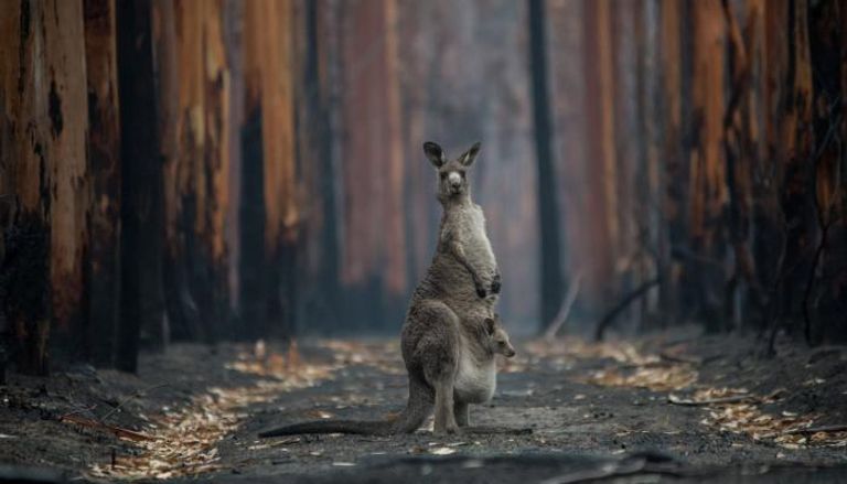 حرائق غابات أستراليا إحدى أسوأ كوارث الحياة البرية في التاريخ الحديث